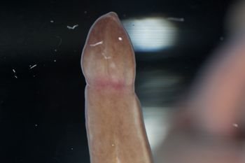 Media type: image;   Invertebrate Zoology 60886